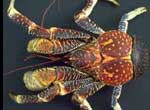 Kaveu, crabe des cocotiers